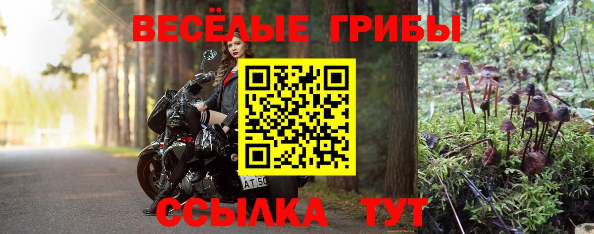 Псилоцибиновые грибы Psilocybe Губаха